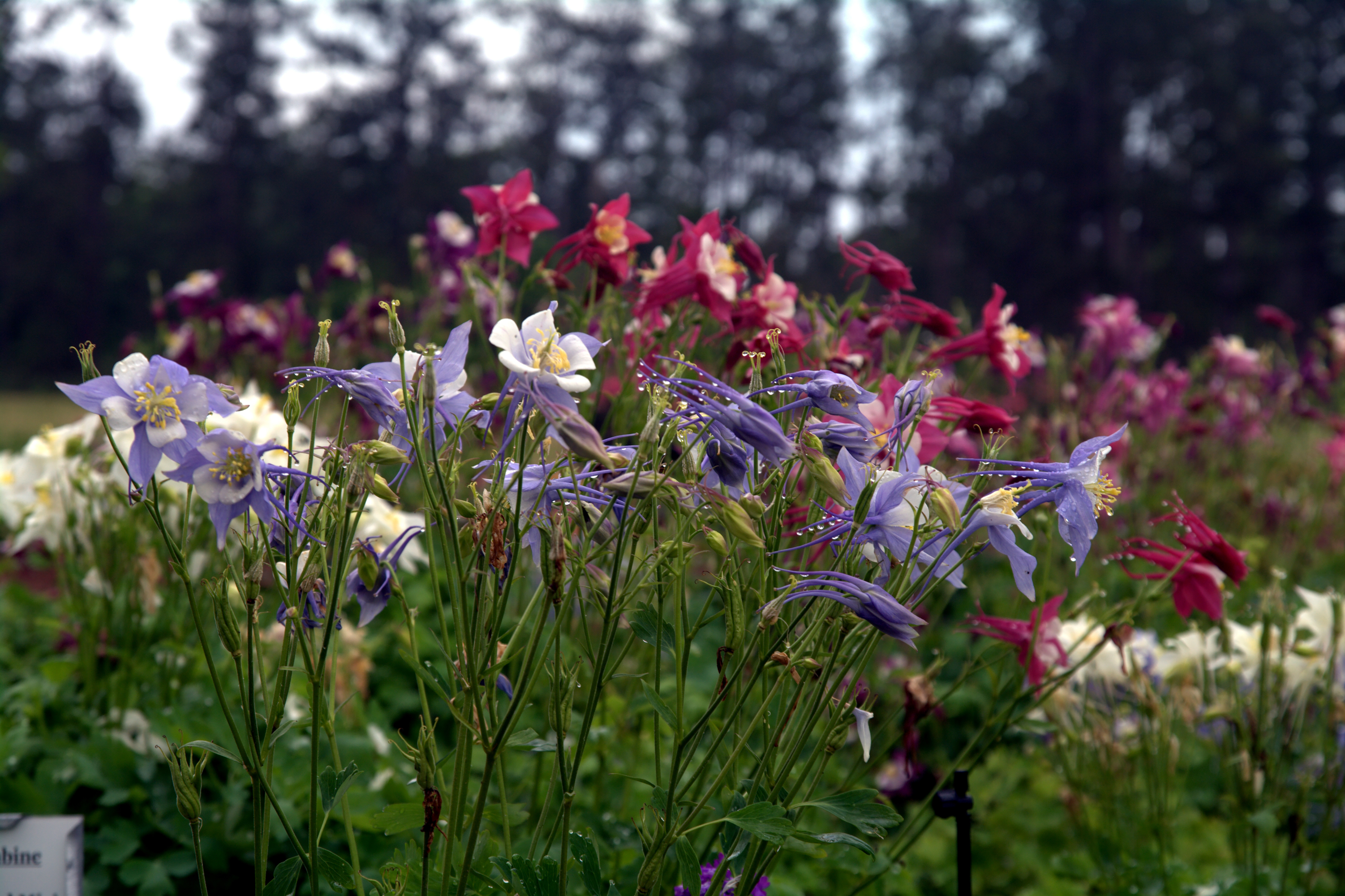 Columbines .jpg thumbnail